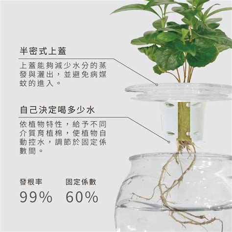 辦公室水耕植物|適合水耕的植物：水耕盆栽完整指南！ 